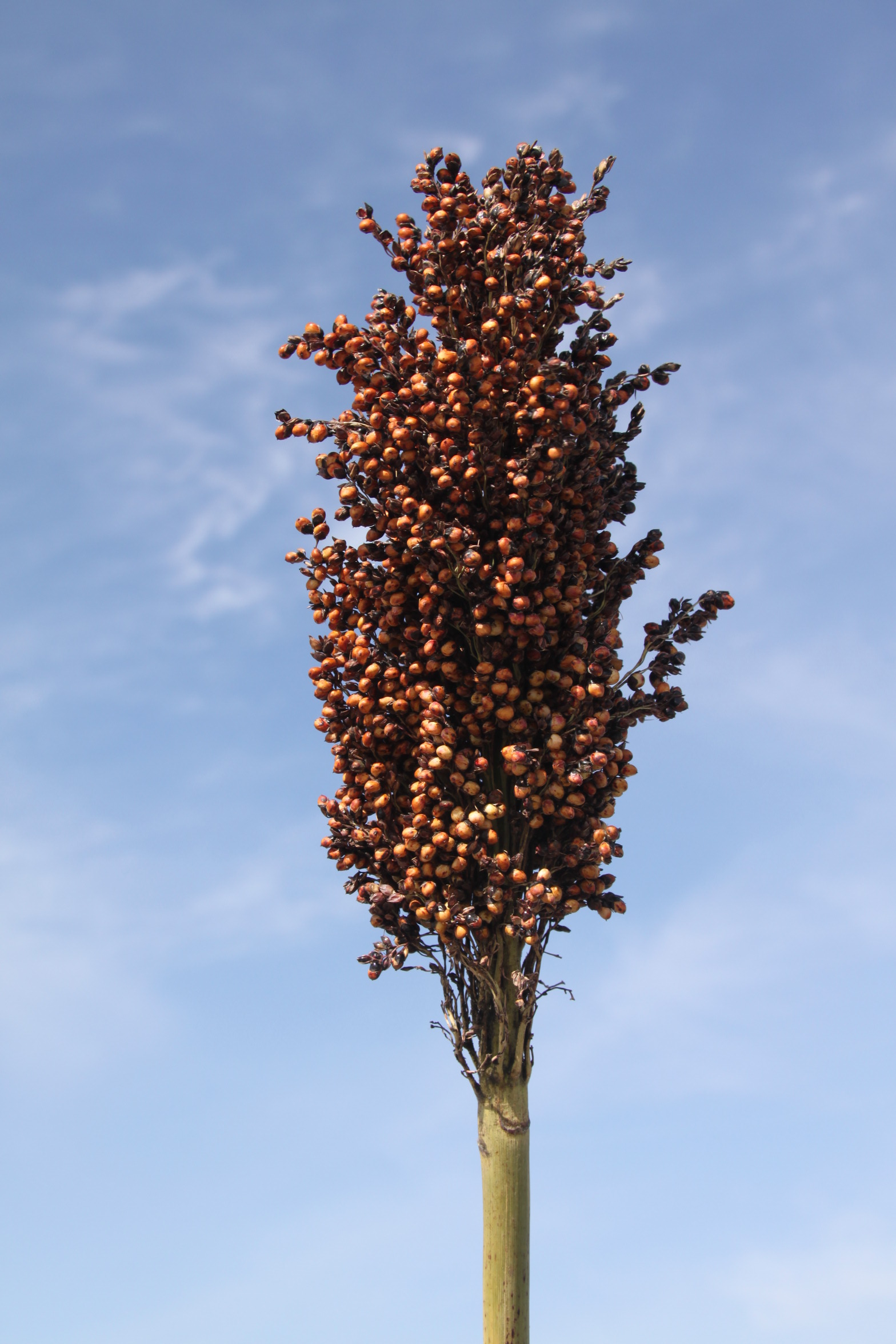 数据库中未找到相应图片