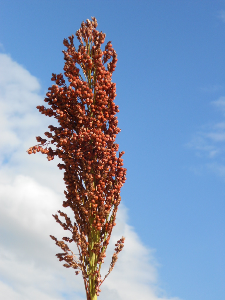 数据库中未找到相应图片